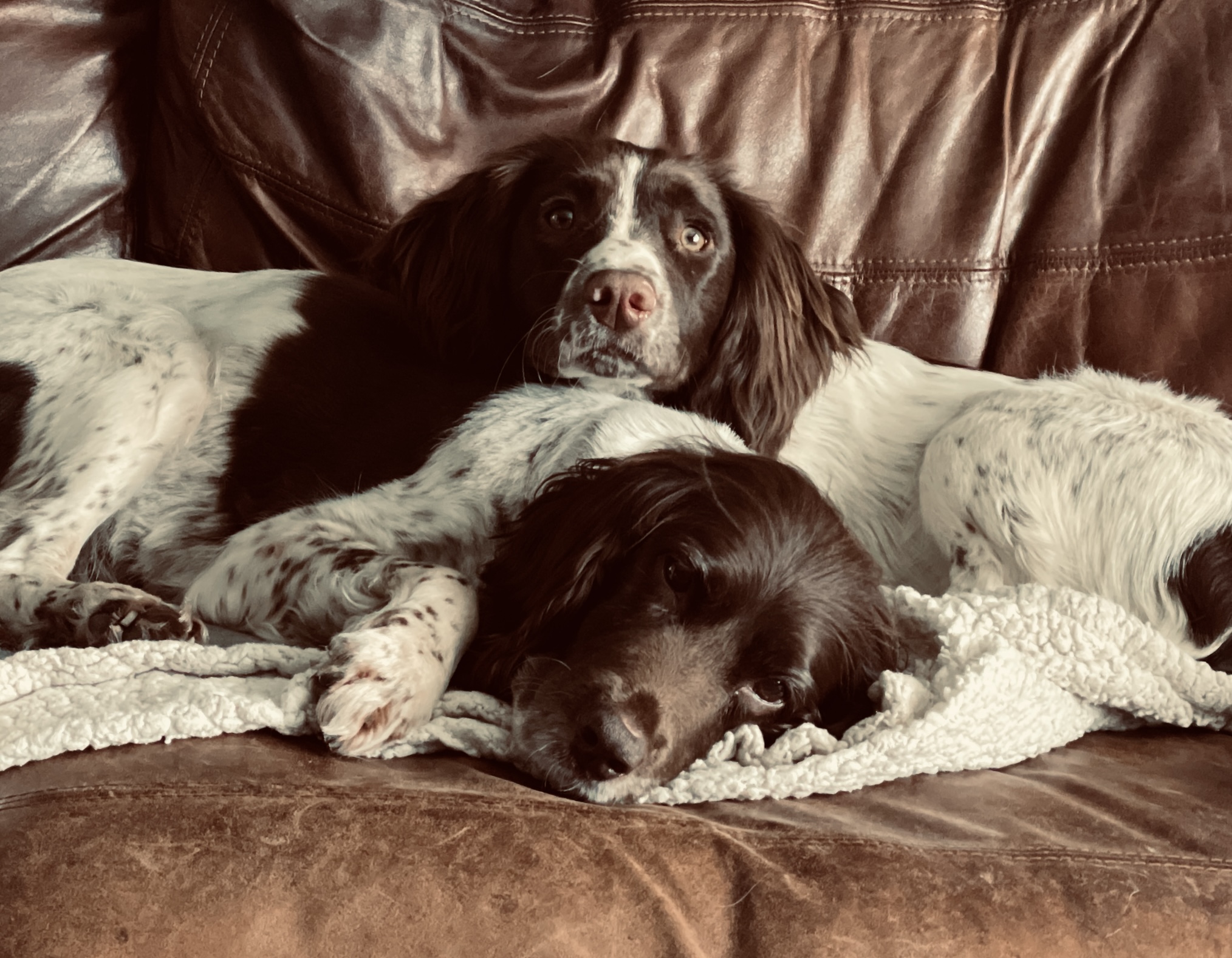 Poppy & Issy on the couch