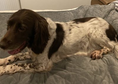 Poppy Chillin on the Bed