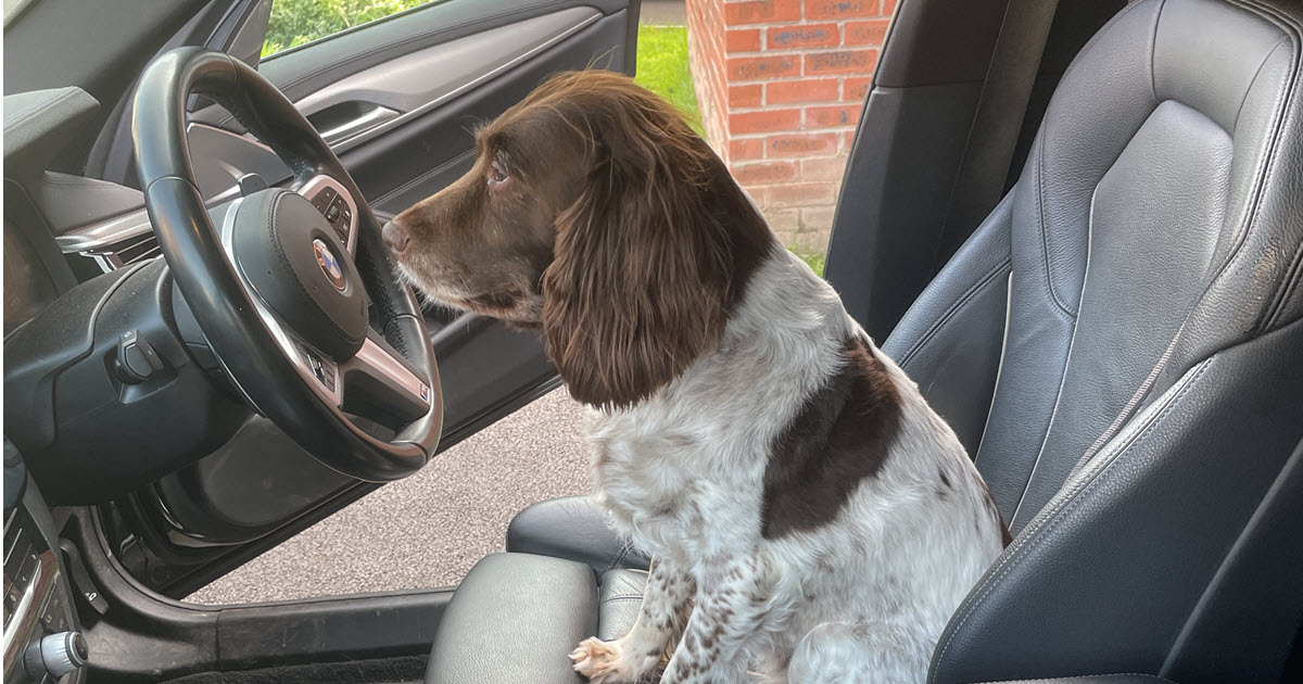 Poppy at the wheel of the car she looked funny sitting there