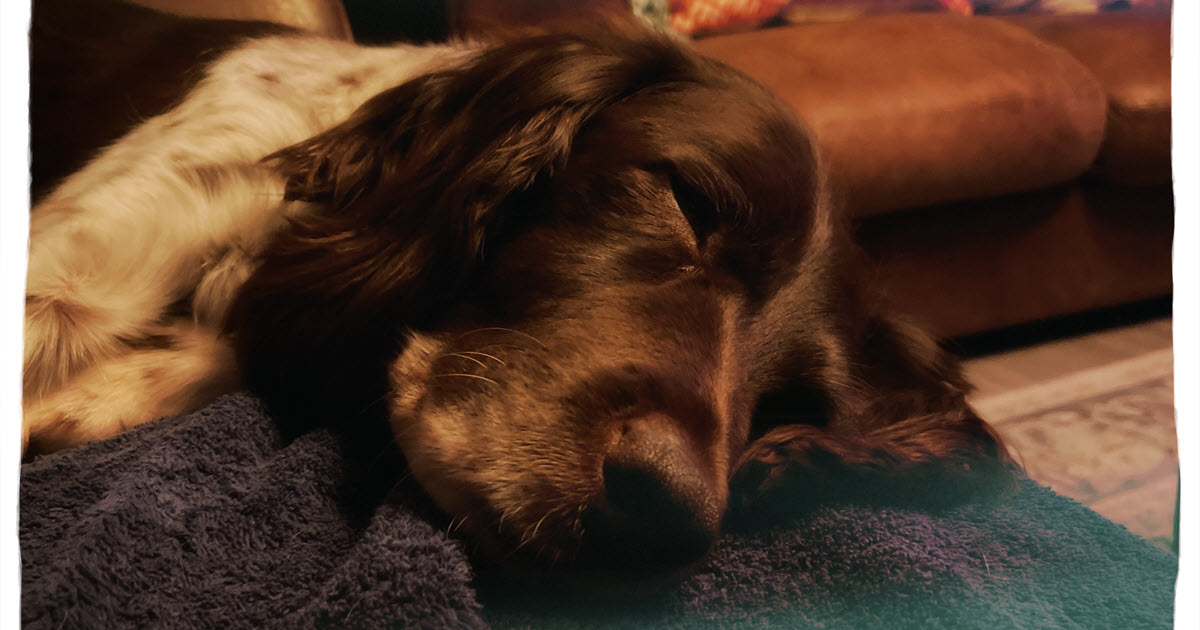 Poppy Resting on her Birthday on a blanket.