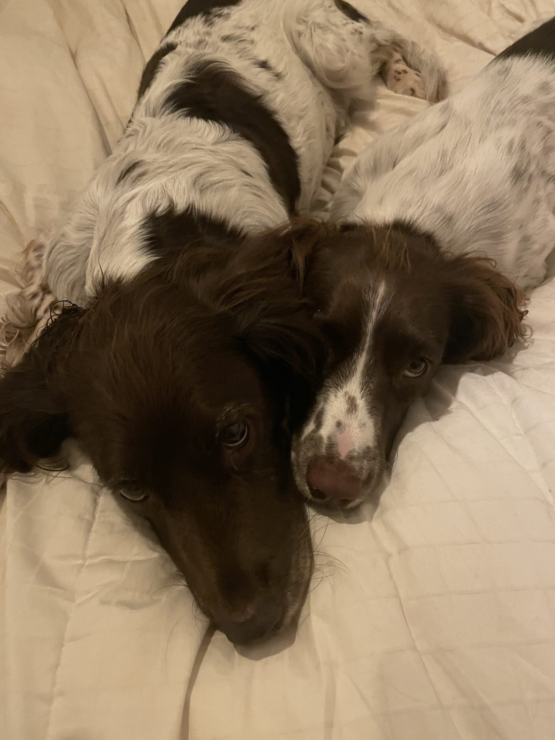 Issy & Poppy cuddling on the bed