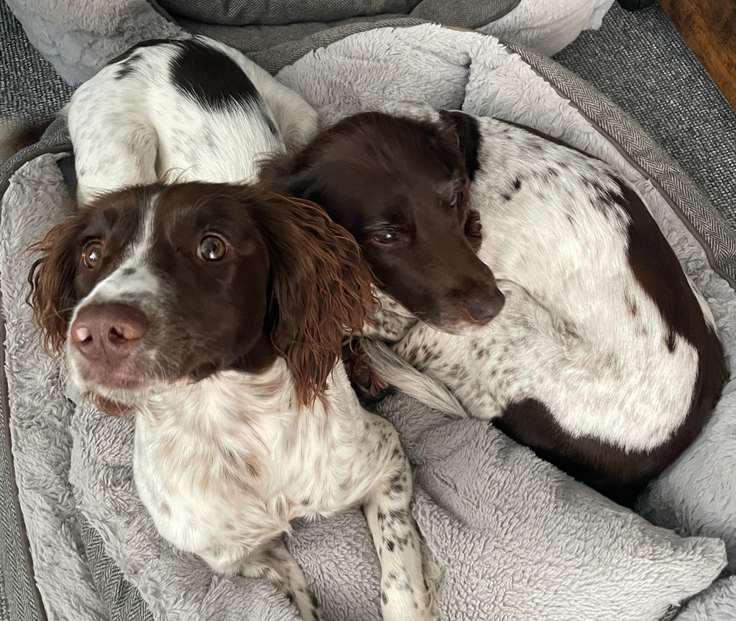 Poppy & Issy chilling in bed.