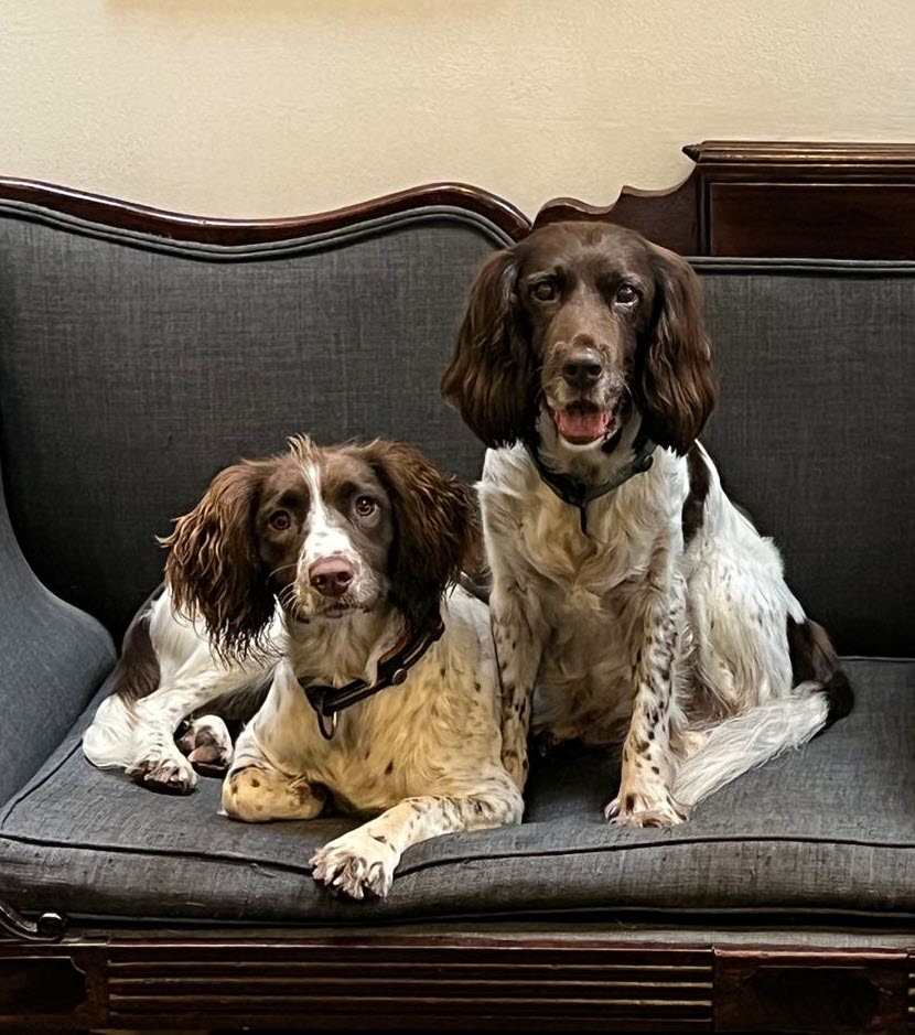 Poppy and Issy on the couch