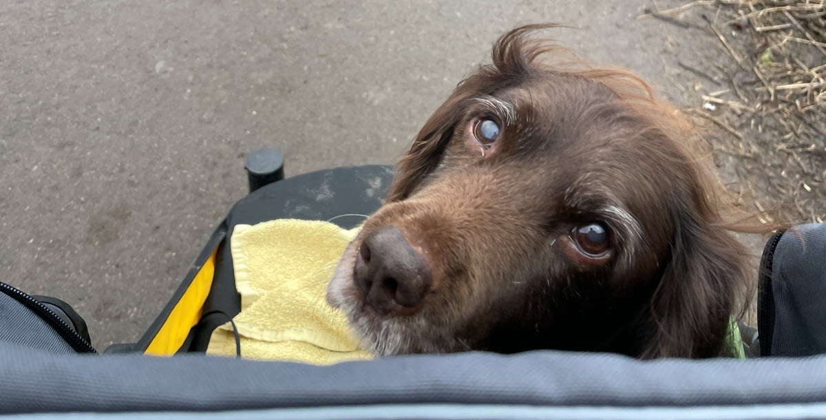 Looking up at me from the Stroller