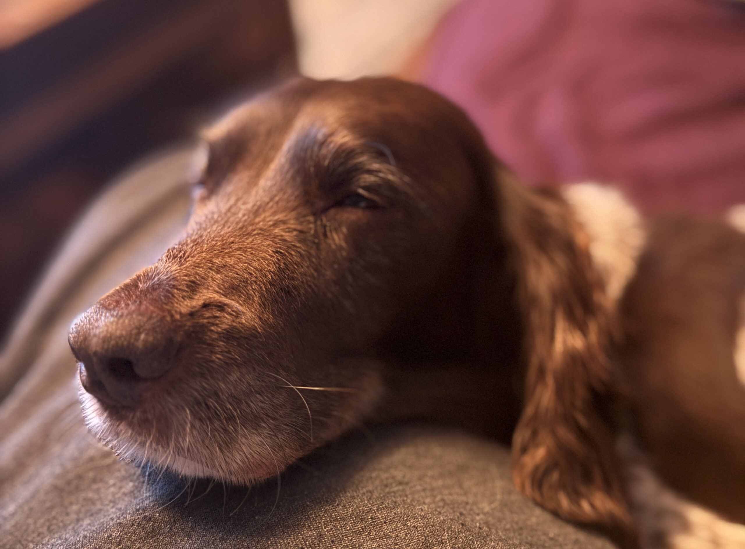 Keeping my hooman's leg warm for him