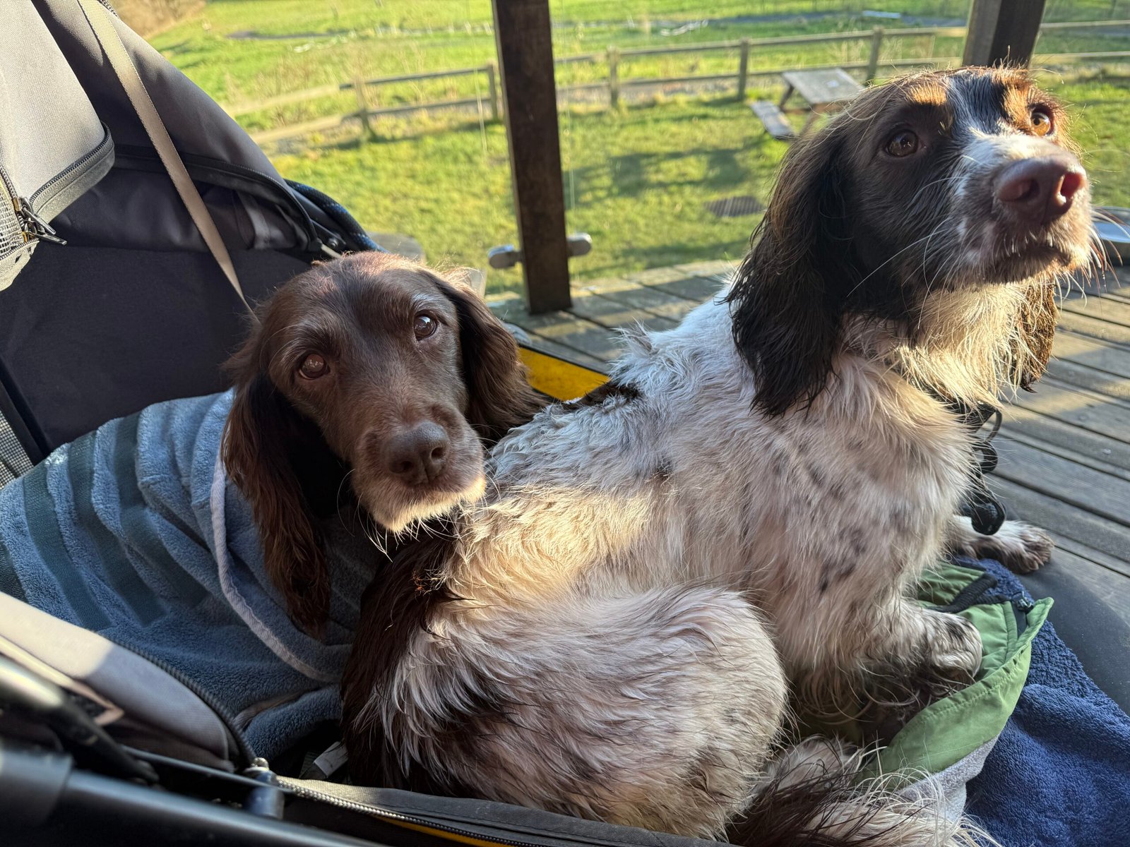 Issy & Poppy in the stroller
